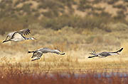 Bosque Del Apache Sandhill Crane